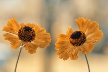 Dzielżan jesienny Helenium © Iwona
