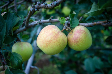 apples on tree