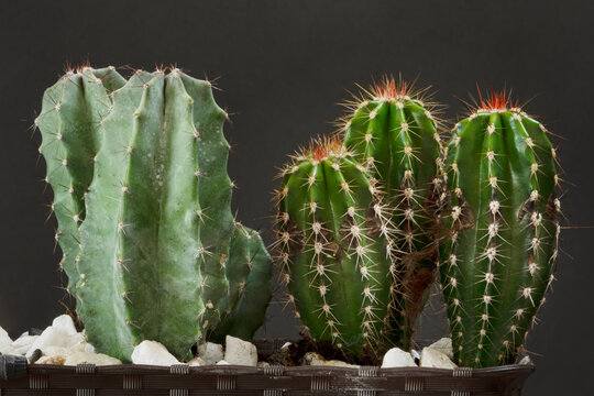 Several green cacti cereus forbesii and cereus peruvianus in pot with some white stones