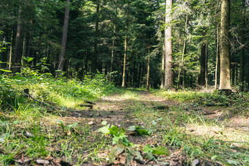 Leśny spacer © Damian