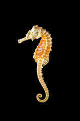 Dried seahorse skeleton on a black background