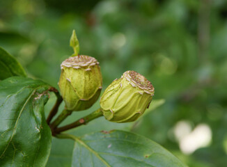 growing fruits of  calycanthus bush at autumn