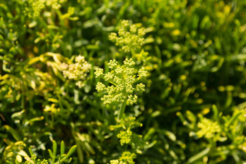 Vegetation in the region of Galicia, Spain