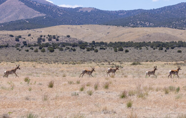 Fototapeta na wymiar Herd of Pronghron Antelope Bucks in Utah