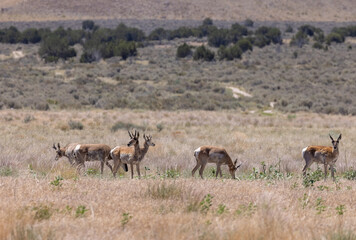 Naklejka na ściany i meble Herd of Pronghron Antelope Bucks in Utah