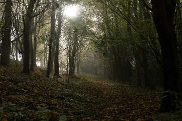 English Woodland Autumn Mist