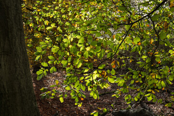 Fototapeta na wymiar Beech Leaves in Sunlight