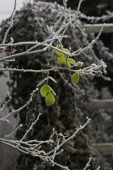 Winter Rose Leaves in Frost