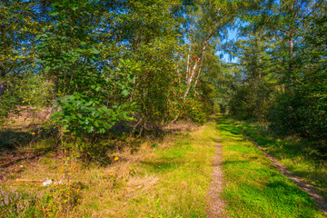 Fototapeta na wymiar Path in a sunlit green forest in bright sunlight in summer, Baarn, Lage Vuursche, Utrecht, The Netherlands, September 5, 2021