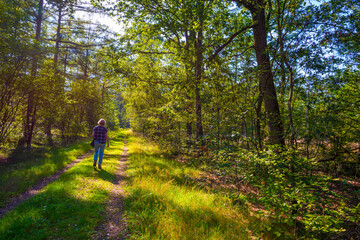 Obraz premium Path in a sunlit green forest in bright sunlight in summer, Baarn, Lage Vuursche, Utrecht, The Netherlands, September 5, 2021