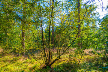 Path in a sunlit green forest in bright sunlight in summer, Baarn, Lage Vuursche, Utrecht, The Netherlands, September 5, 2021