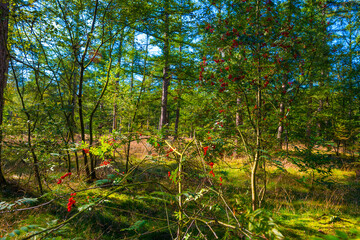 Path in a sunlit green forest in bright sunlight in summer, Baarn, Lage Vuursche, Utrecht, The Netherlands, September 5, 2021