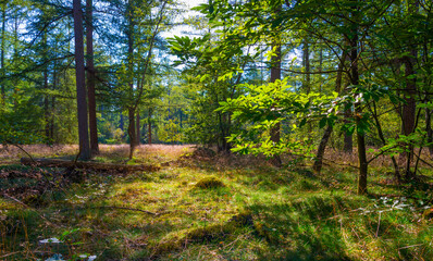 Path in a sunlit green forest in bright sunlight in summer, Baarn, Lage Vuursche, Utrecht, The Netherlands, September 5, 2021