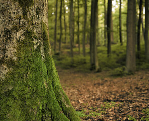 Close up of mossy tree trunk in dark forest. Copy space nature blurred forest.