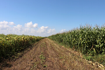 Corn and sunflowers field against blue sky. Agricultural industry, green corn stalks with cobs