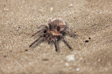 The wild brown spider is on the rough ground.