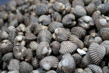 Cockles seafood pile or scallop fresh raw shellfish in fresh market on ice for sales.