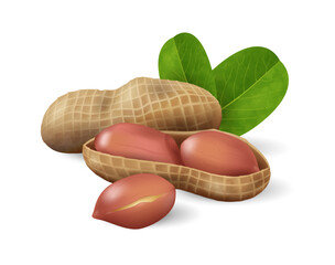 Peanuts with green leaves. Nuts and seeds collection. Realistic design vector illustration