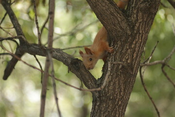 Squirrel on a tree