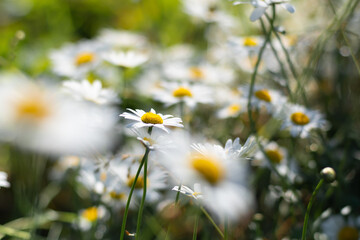 daisies in a meadow