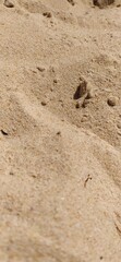 footprints in the sand