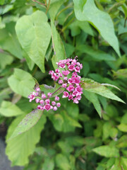 NatureBoy. Blumen dieser Welt Zuhause