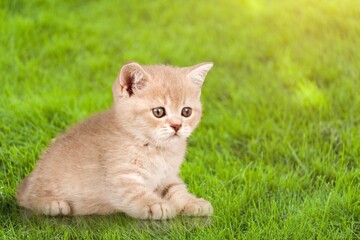 Naklejka na ściany i meble Cute small domestic kitten sits in the green grass