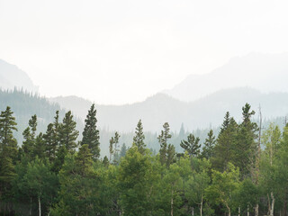 Foggy mountain forest landscape in the Rocky Mountains with pine trees in the foreground.