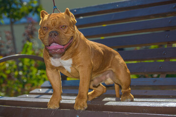 little cute Dogue de bordeaux at walk, close view 
