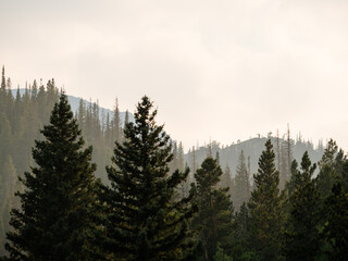 Pine tree silhouettes with hazy sky.