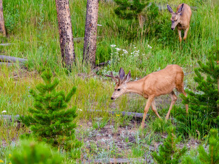 Mule deer buck walking through the forest in the Rocky Mountains.