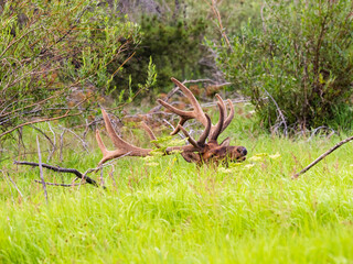 Massive bull elk bedded down in the grass in the Rocky Mountains of Colorado.