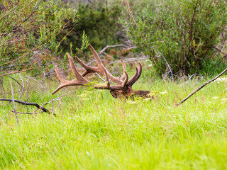 Massive bull elk bedded down in the grass in the Rocky Mountains of Colorado.