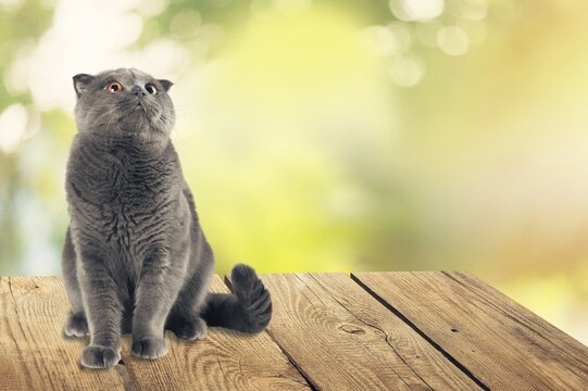 A beautiful young cat on outdoor background