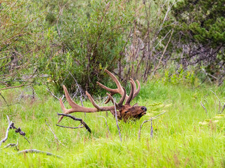 Massive bull elk bedded down in the grass in the Rocky Mountains of Colorado.