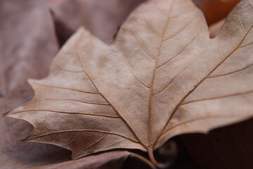 Hojas secas de árbol.
