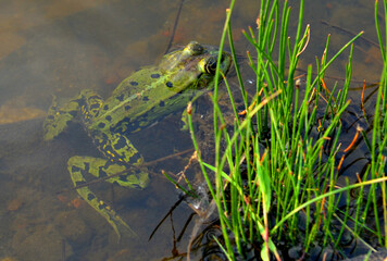 Frog in the pond closeup.