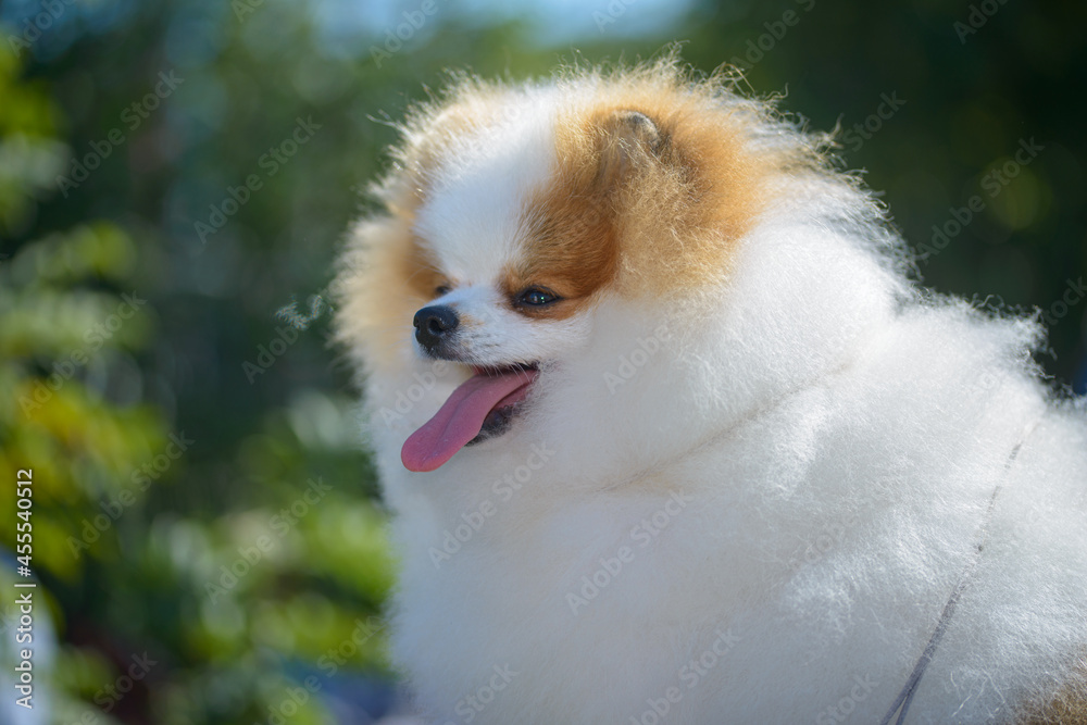 Wall mural view of little cute pomeranian dog , close view