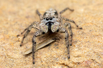 Fleecy Jumping Spider