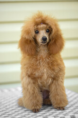 view of little cute poodle dog , close view 