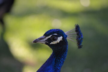 Naklejka premium pavo real