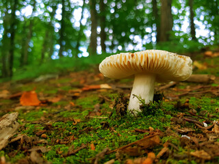 Mushroom in the forest