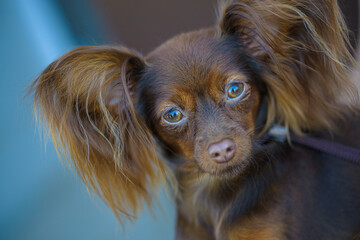little Russian toy terrier resting in room, close view 