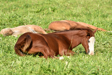 American Quarter Horse Zucht