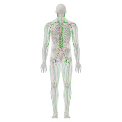 Lymphatic System with Skeletal and Internal Organ Anatomy, Full Body Rear View on White Background - 455541719