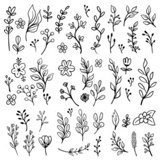Floral doodles graphic elements vector set. Flowers and plants hand drawn illustrations.