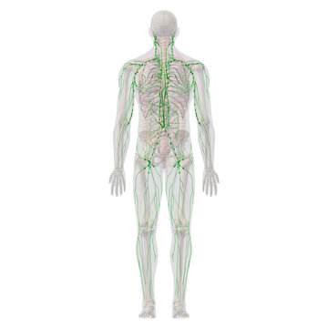 Lymphatic System with Skeletal and Internal Organ Anatomy, Full Body Rear View on White Background