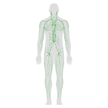 Lymphatic System in Male Full Body Rear View on White Background