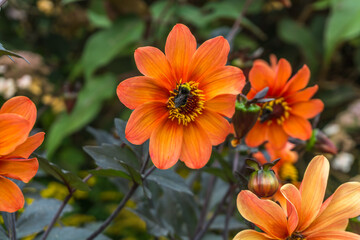 Brilliant Orange Flower Macro 2