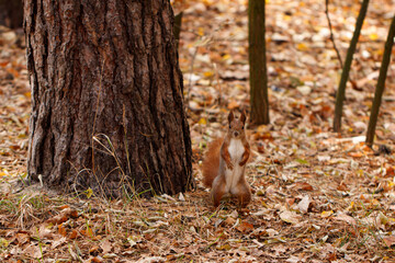 Squirrel in autumn park forest. Autumn squirrel portrait
